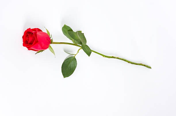 SINGLE ROSE